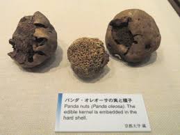 Image result for Panda oleosa