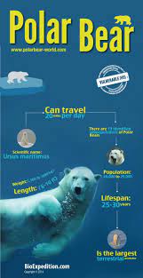 Polar Bears And Global Warming Is There A Solution Polar Bear Facts Polar Bear Infographic Polar Bear Information