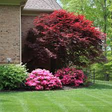 A tree in fall is guaranteed to turn heads and gather admiring looks and the enormous variety of leaf some grow into small trees 20 feet or more in height, others remain as low shrubs reaching five feet only after many years of growth. Emperor Japanese Maples For Sale Brighterblooms Com