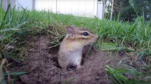 Maybe you would like to learn more about one of these? How To Fill Chipmunk Holes 3 Easy Methods