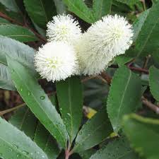 Image result for Cunonia capensis