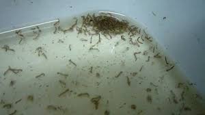 We did not find results for: Aedes Larvae In The Stagnant Water In Most Of The Bangladesh Houses Medsbla