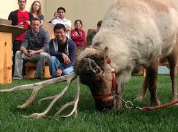 This list of fictional ungulates is a subsidiary to the list of fictional animals.the list is restricted to notable ungulate (hooved) characters from various works organized by medium. Disney S Frozen Fun Facts Rotoscopers