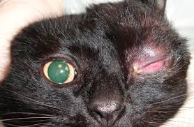 Eyelid neoplasms may affect only the skin and subcutaneous layers, or the tarsal layer as with meibomian the eyelid may be grasped and everted by a chalazion clamp to expose tarsal or meibomian gland tumors. Eyelid And Conjunctiva Neoplasia In Cats Vetlexicon Felis From Vetstream Definitive Veterinary Intelligence