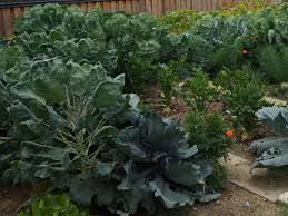 Gartentipps September Fur Gemuse Und Blumen Garteln
