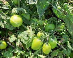 Terenul destinat culturii timpurii trebuie sa fie usor, permeabil si sa nu formeze crusta. Cultura Tomatelor In Camp Horticultorul Ro