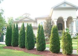 emerald green arborvitae lawn emerald green arborvitae