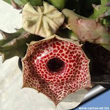 Image result for Huernia erectiloba