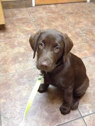 Are You Sure I Need To Get My Shots Now Allie The Chocolate Lab Puppy With Light Eyes 24 Lbs At Almost 12 Wee Chocolate Lab Puppies Chocolate Lab Lab Puppy