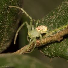 Image result for Digitaria siderograpta