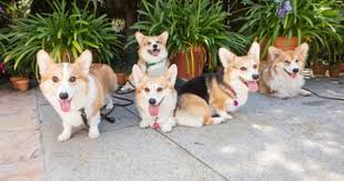 Corgiparty 002 S Jpg 400 267 Cute Animals Cute Dogs Corgi Pictures