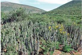 Image result for Eriosema flexuosum