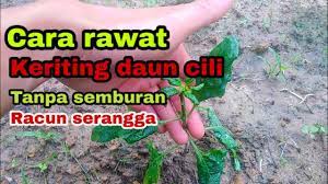 Tip pokok lada solok berbuah lebat. Cara Mengatasi Rawat Keriting Daun Pada Pokok Cili Cabe How To Treat Curly Chili Leaves Youtube