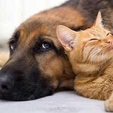 Paris lees is an english journalist, presenter, and transgender rights activist and author. Moving With Pets Do S And Don Ts