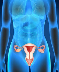 This diagram depicts picture of the female body 744×992 with parts and labels. Female Genitals Diagram In Human Free Vector