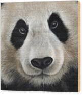 Image result for Panda oleosa