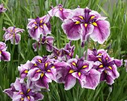 Pin On Iris Irresistable