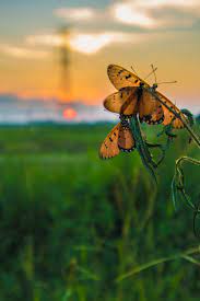 картинки : Бабочка, рис, поле, Пастбище, закат солнца, Сумерки, животное,  насекомое, небо, Бабочки и бабочки, Макросъемка, лист, трава, утро, Крупным  планом, Опылитель, Щёточная бабочка, Солнечный лучик, Беспозвоночный, Дикая  природа, прерия, бабочка ...