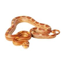 Hypo or hypomelanistic cornsnake ( pantherophis guttata) homozygous for hypomelanism, a recessive mutation. Fancy Corn Snake For Sale Live Pet Reptiles Petsmart