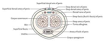 We did not find results for: Easy Notes On Penis Learn In Just 4 Minutes Earth S Lab