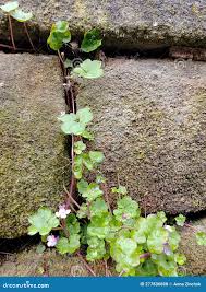 Image result for Hydrocotyle sibthorpioides