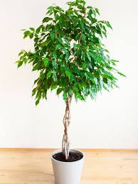 Image result for F kus Ficus