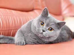 Katzen die viel im freien sind lieben es, warme plätze zum liegen zu finden und es scheint, dass es für sie nirgendwo besser ist, als direkt auf der motorhaube deines autos. Katze Geht Auf Ledermobel Los Was Tun
