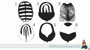 Feather Patterns Comb Styles Of Chickens