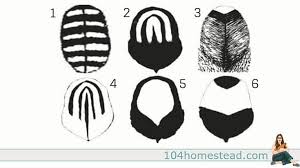 feather patterns comb styles of chickens