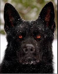 Black And Red German Shepherd Puppies For Sale In Nj Argo A Beautiful Black German Shepherd Www Protectiondogsplus Com German Shepherd Dogs Black German Shepherd Dog Black German Shepherd