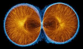 Biodesign The Process Of Innovating Medical Technologies Actin Blue And Microtubules Orange At The End Of Cytokinesis In A Green Urchin Zygote Patterns In Nature Mitosis Science And Nature