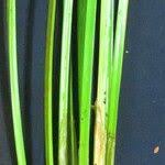 Image result for Eleocharis acutangula