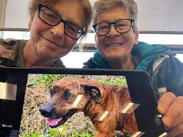 Adopting a pet from fixing furry friends