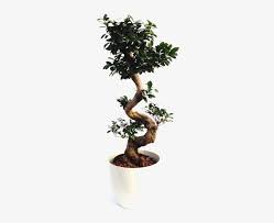 My struggles with ficus benjamina. Ficus Microcarpa Compacta Branched S 25 19 H100 Sageretia Theezans 640x640 Png Download Pngkit