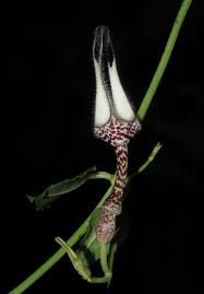 Image result for Ceropegia nilotica