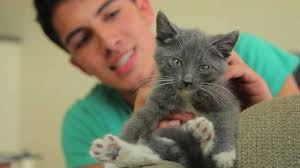 Share the best gifs now >>> How To Make Kittens Battle With Lightsabers Wired