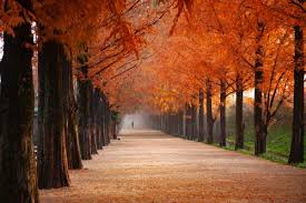 If you're in search of the best cute fall wallpaper, you've come to the right place. 90 000 Best Autumn Wallpaper Photos 100 Free Download Pexels Stock Photos