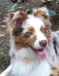 The family i have now tells me that i am a true cutie and any family would be lucky to have me. Australian Shepherd Rescue Dog For Adoption In Midlothian Virginia Cash In Midlothian Virginia Dog Adoption Australian Shepherd Rescue Dogs For Adoption