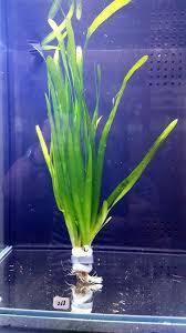 Image result for Vallisneria spiralis