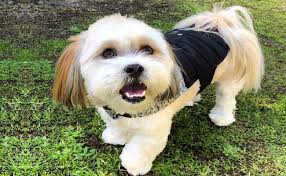 Gorgeous baby boy with short muzzle, tiny compact size and very healthy. Maltese Shih Tzu Is This The Right Crossbreed For You