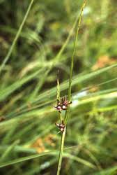 Image result for Scleria distans
