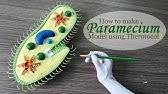 Long, short, flat, irregular and sesamoid. How To Make Bone Model Youtube