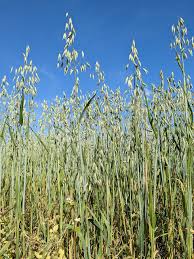 Image result for Avena sativa