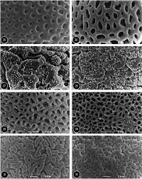 Image result for Heinsia zanzibarica