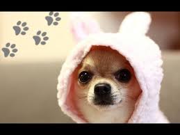 Find out over 225 of the cutest female chihuahua names of 2021.girl chihuahua names come in all shapes and sizes that looks charming and sweet. Cute Chiwawa Cheap Buy Online