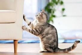 7 Tips To Stop Your Cat From Scratching Furniture Cats Cat Day Cat Behavior