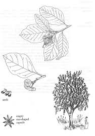 Image result for Turraea robusta