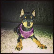The imps mission is to improve the lives of homeless and abandoned miniature pinschers through rescue and the love and respect that. Adorable Akc Miniature Pinscher For Adoption 14 Weeks Old Mini Pinscher Dog Love Furry Friend