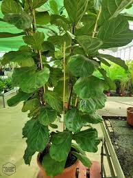 Image result for Ficus pseudomangifera