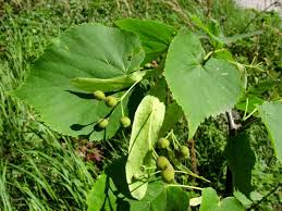 Image result for Corchorus saxatilis